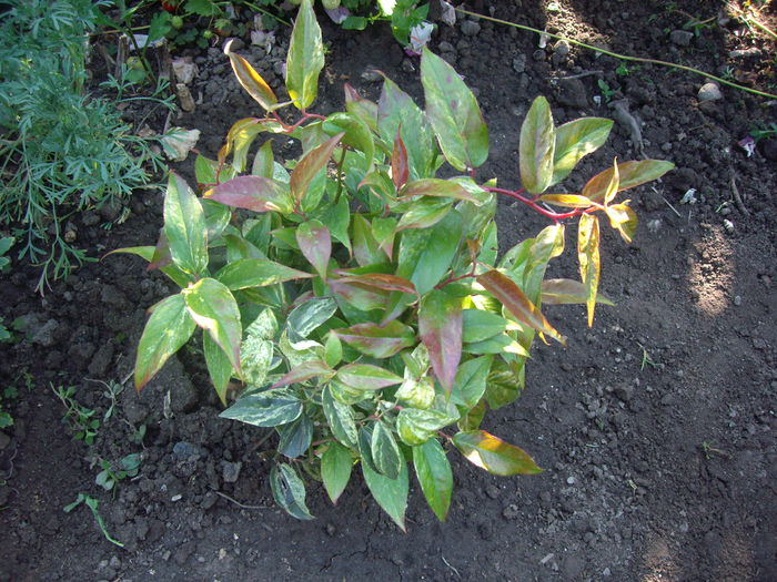 Leucothoe rainbow