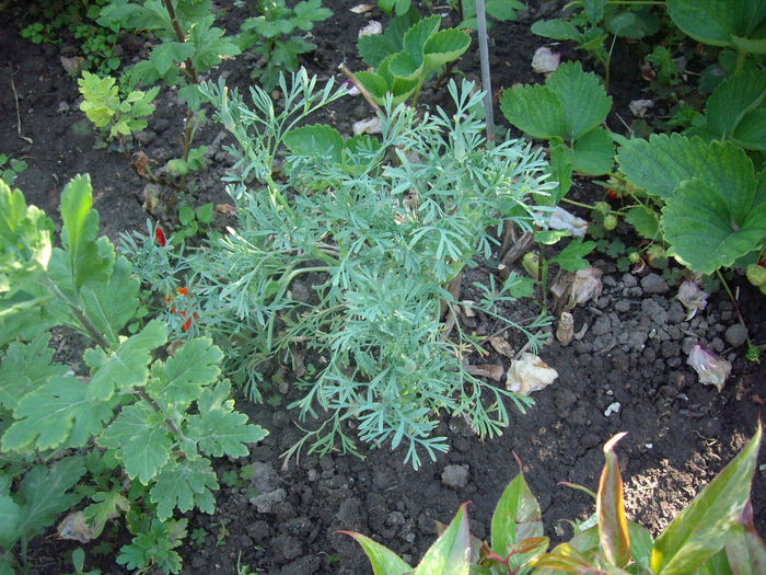 IMGP8423 - flori si trandafiri -2015 - 1
