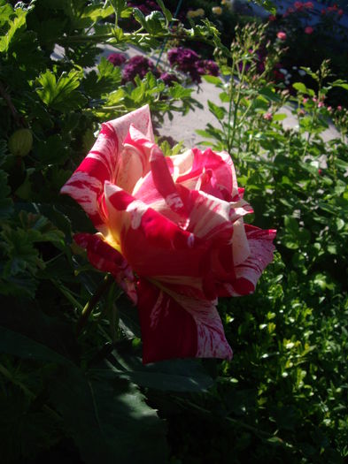 IMGP8424 - flori si trandafiri -2015 - 1