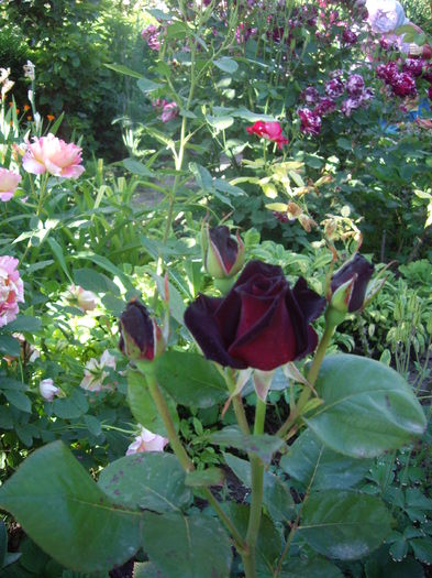 IMGP8426