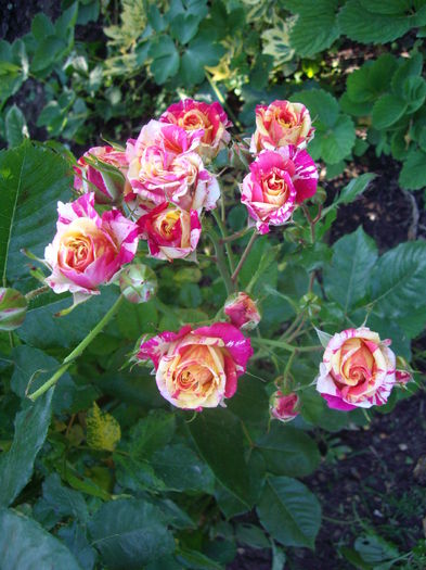 IMGP8430 - flori si trandafiri -2015 - 1
