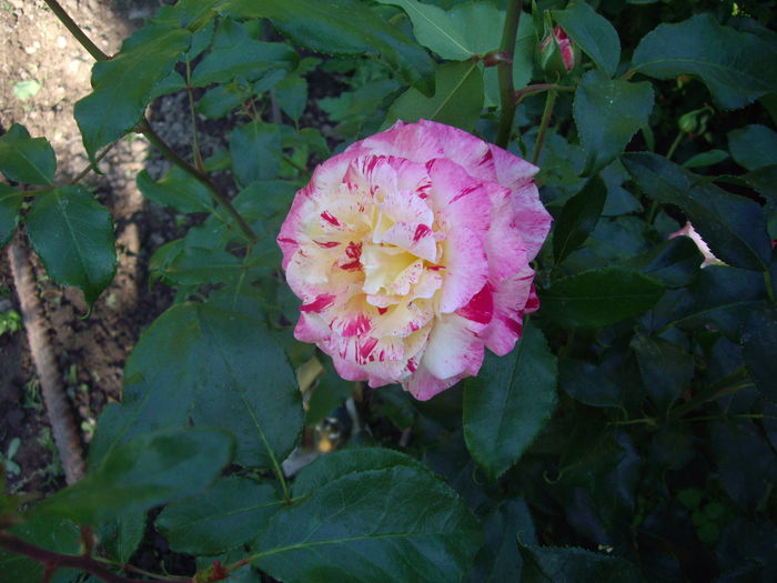 IMGP8434