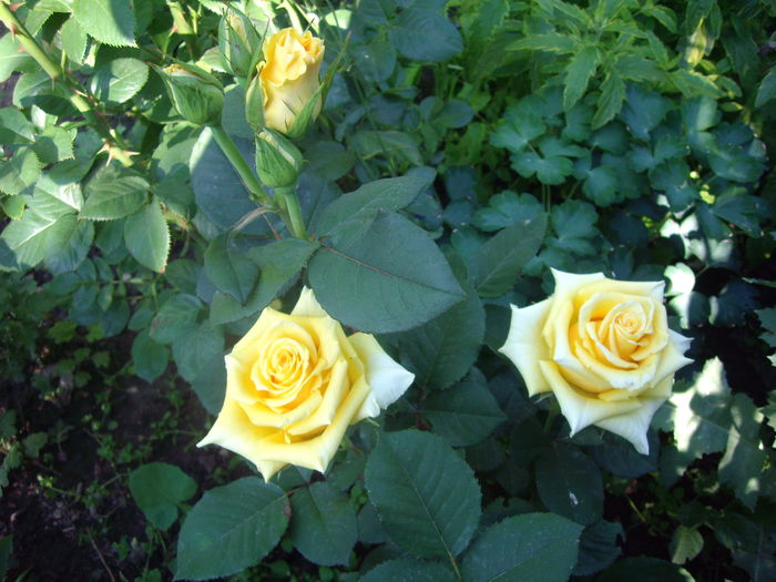 IMGP8435