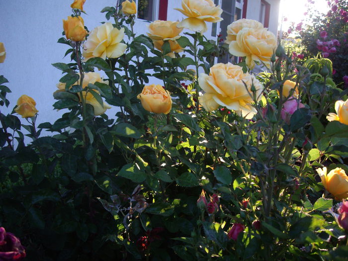 IMGP8441