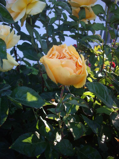 IMGP8442