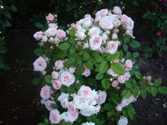 IMGP8443