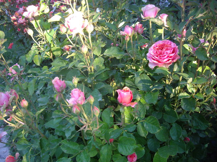 IMGP8444