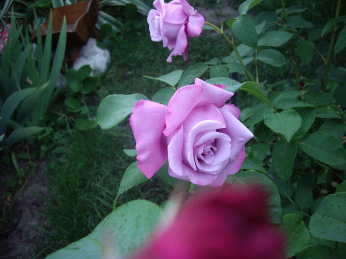 IMGP8454