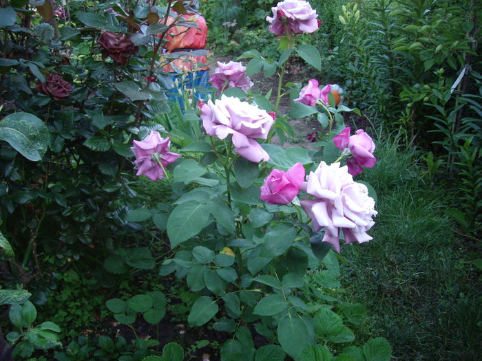 IMGP8455