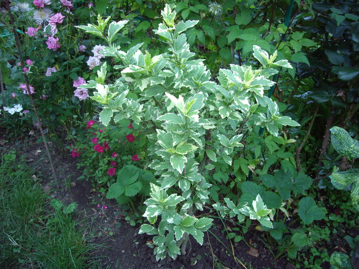IMGP8456