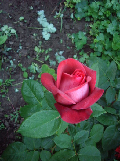 IMGP8457