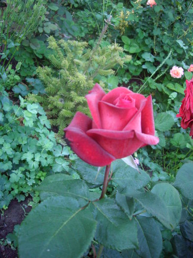 IMGP8458