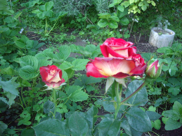 IMGP8461