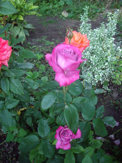 IMGP8462