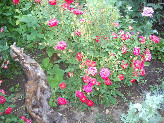 IMGP8463