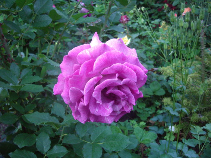 IMGP8467