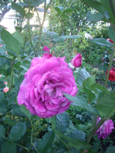 IMGP8468