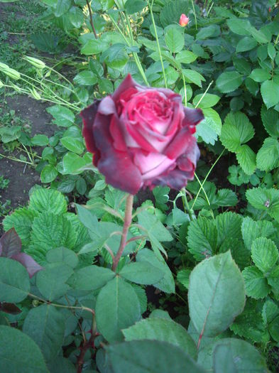 IMGP8470
