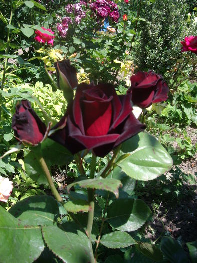 IMGP8474