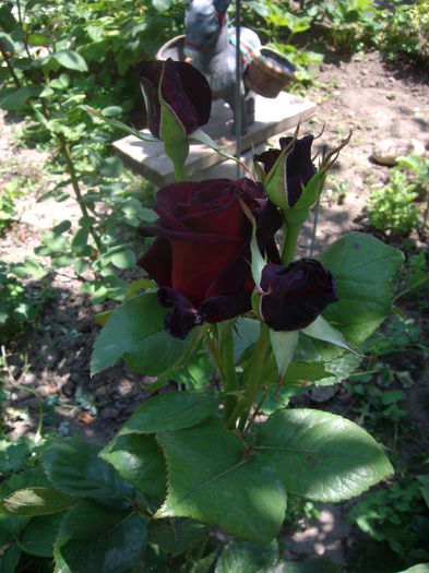 IMGP8475