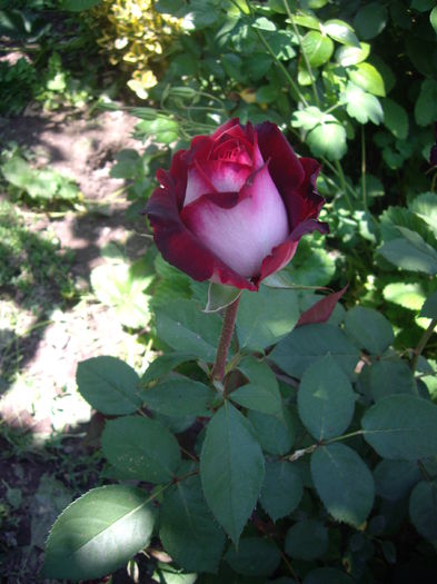 IMGP8476