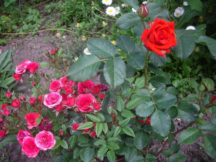 IMGP8484