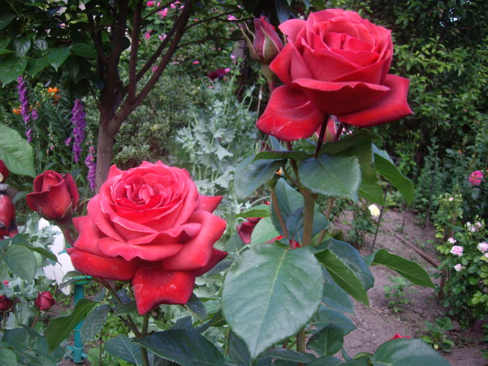 IMGP8487