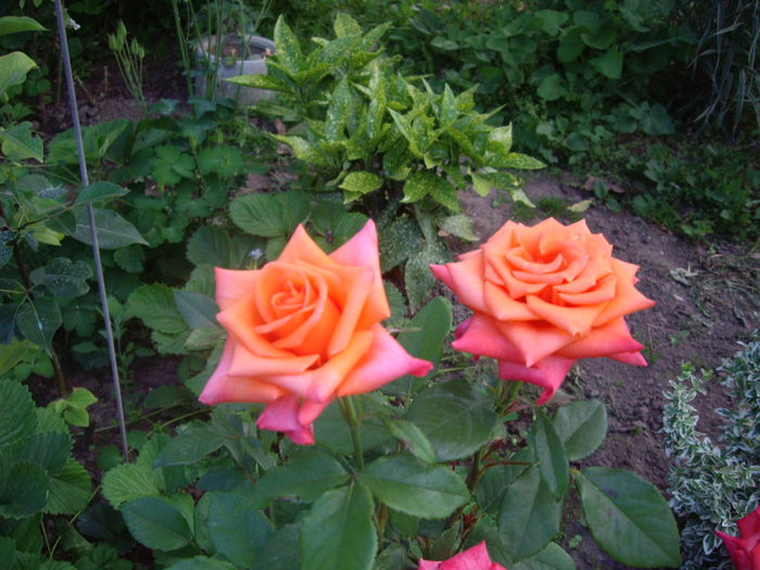 IMGP8488
