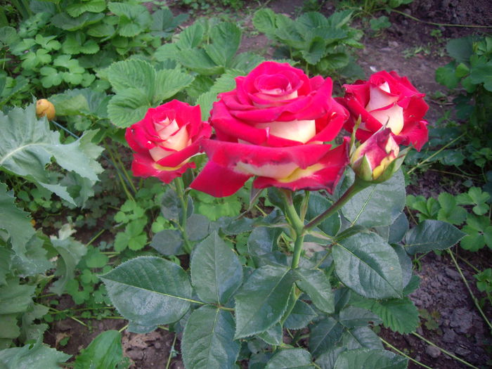 IMGP8490