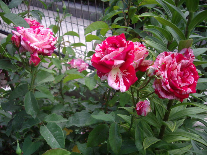 IMGP8493