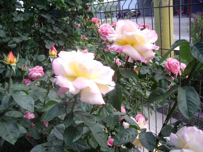 IMGP8494
