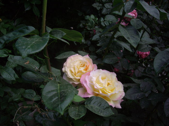 IMGP8495