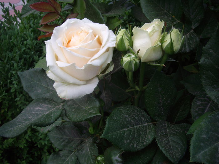 IMGP8496
