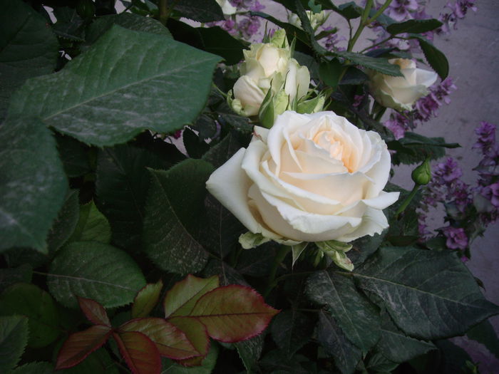 IMGP8497
