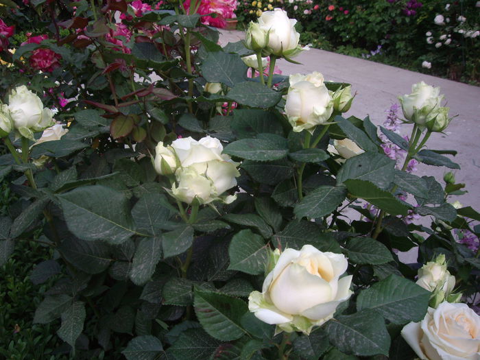 IMGP8498