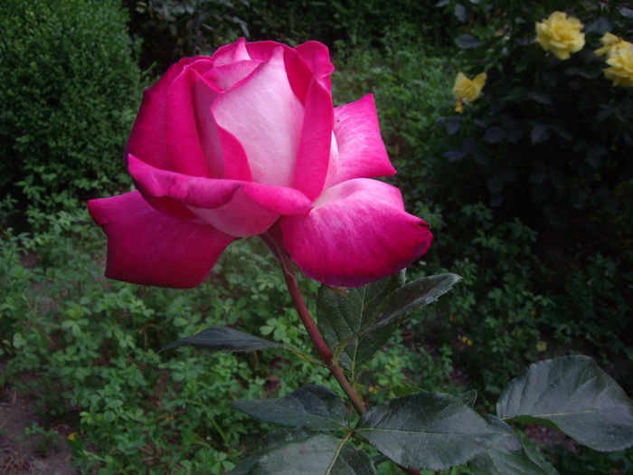 IMGP8502