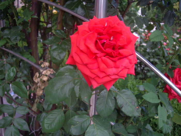 IMGP8503