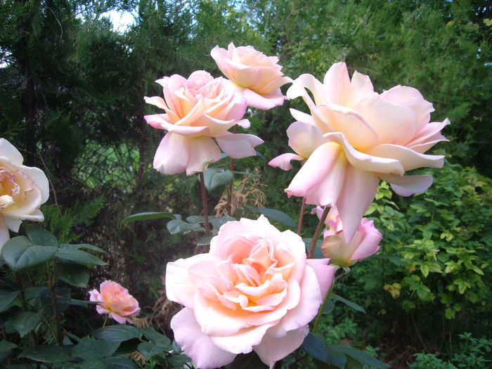 IMGP8504
