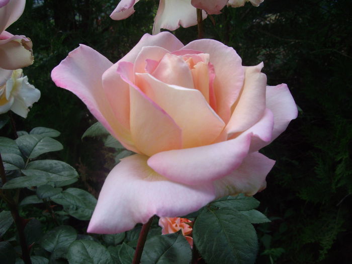 IMGP8505