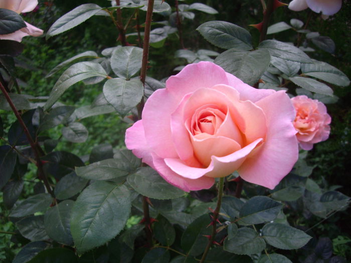 IMGP8506