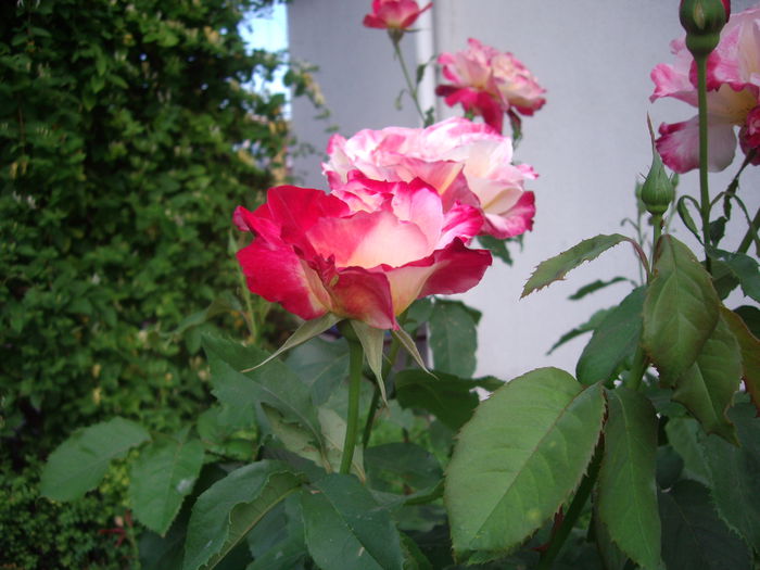 IMGP8507
