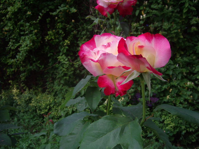 IMGP8508