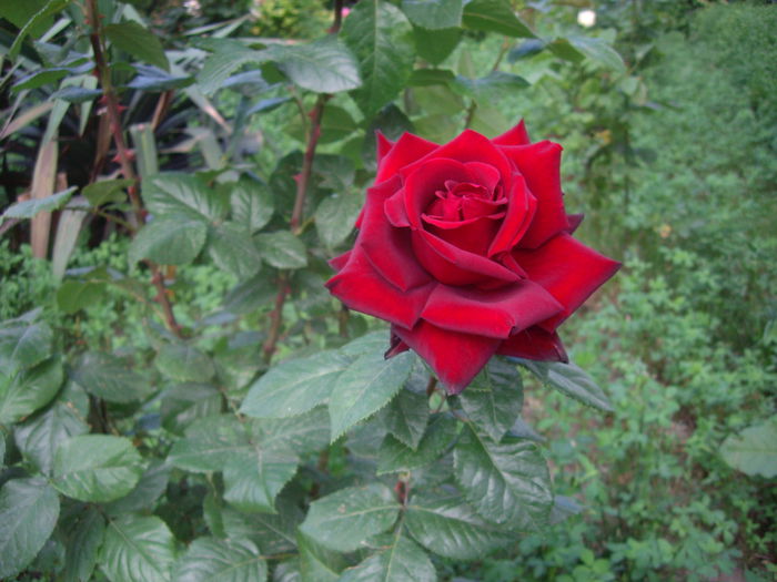 IMGP8509