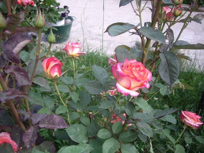 IMGP8513