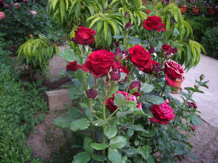IMGP8514