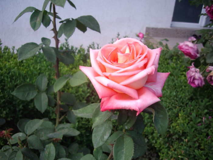 IMGP8516