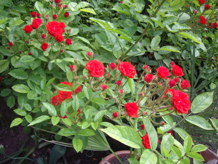 IMGP8519
