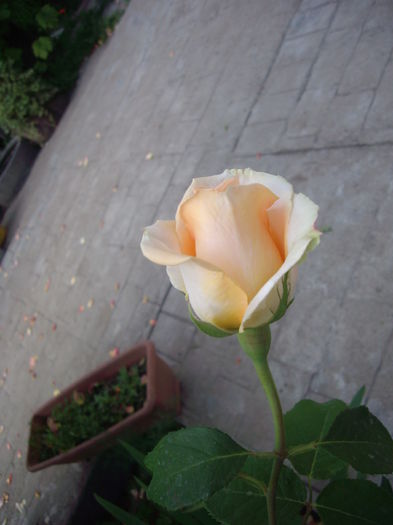 IMGP8520