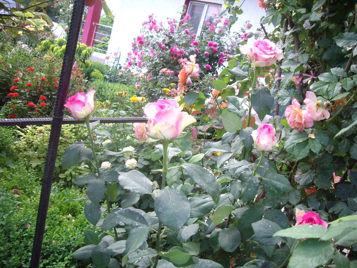 IMGP8521