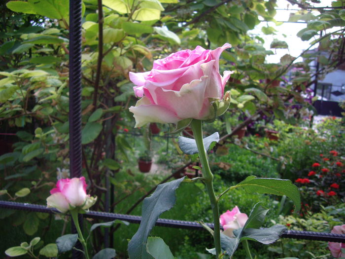 IMGP8523